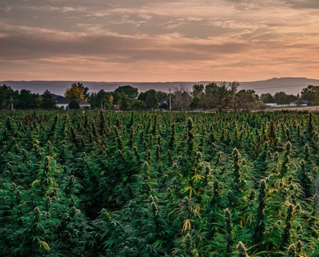 Piante di cannabis a scopo terapeutico in una fattoria di canapa per la produzione di olio di CBD