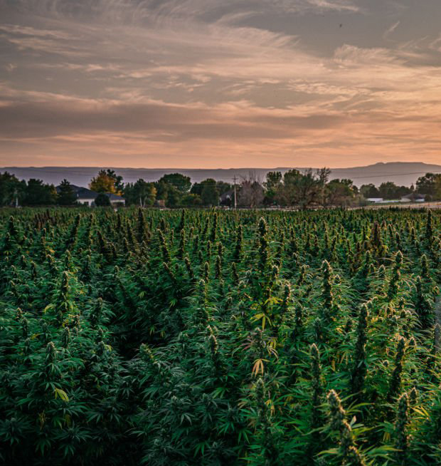 Piante di cannabis a scopo terapeutico in una fattoria di canapa per la produzione di olio di CBD